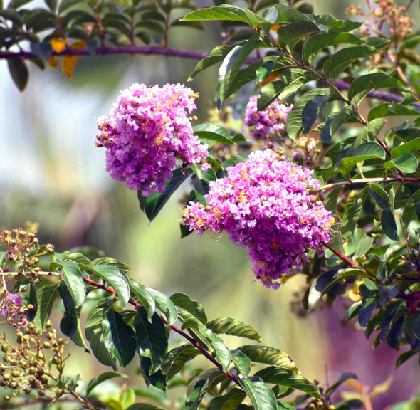 Blooming Beauty of Crape Myrtle by Josh Blackman