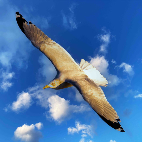 Grace in Flight: Seagull Soaring the Skies by Josh Blackman