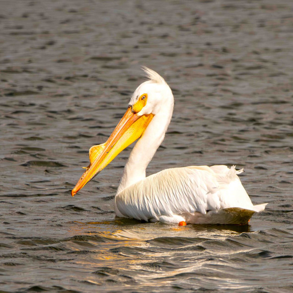 Graceful Pelican Floating on Tranquil Waters by Josh Blackman