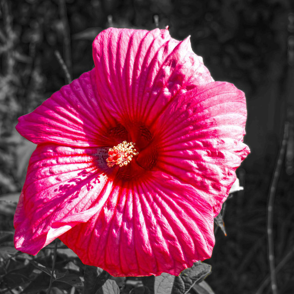 Pink Hibiscus Flower in Bloom by Josh Blackman