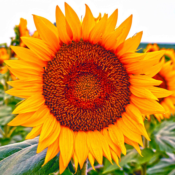 Radiance of the Sunflower by Josh Blackman