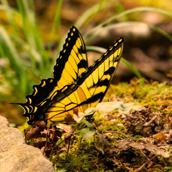 Yellow Swallowtail Butterfly Resting on Mossy Ground by Josh Blackman