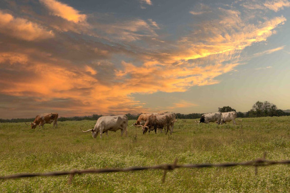 Longhorns at Sunset by Josh Blackman