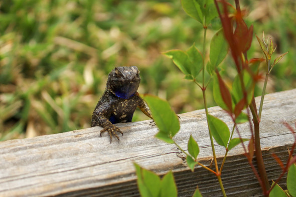 Curious lizard by Craig Fentiman