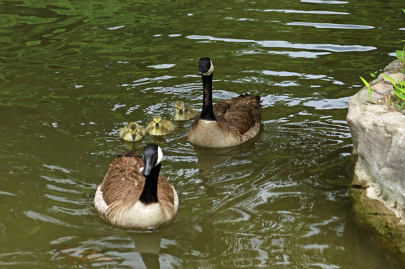 Family of geese