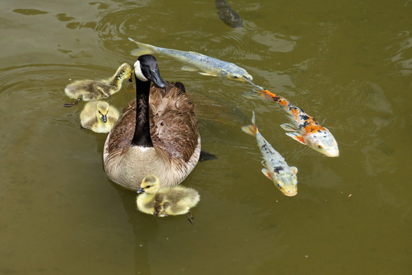 Family of geese and koi
