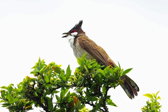 Red-whiskered BulBul