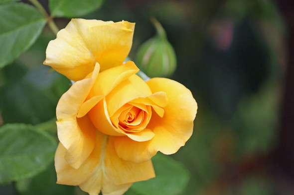 Yellow rose opening by Craig Fentiman