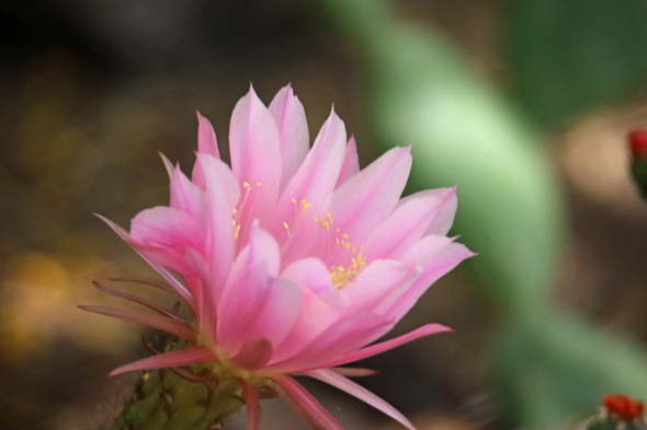 Pink cactus flower by Craig Fentiman