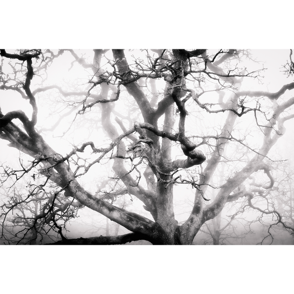 Emergence by Dana Sharman