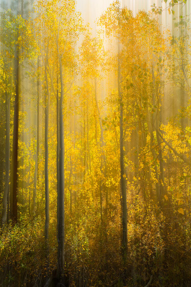 Fall Feels by Aaron Rashid