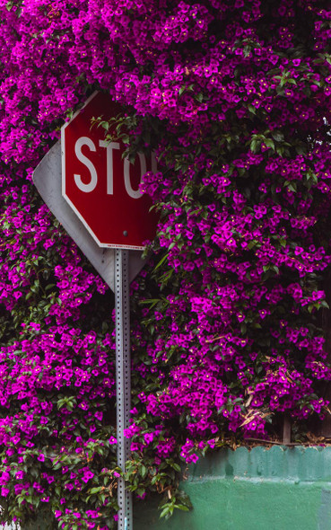 Stop and Smell the Flowers by Aaron Rashid