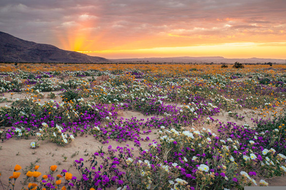 Desert Super Bloom by Aaron Rashid
