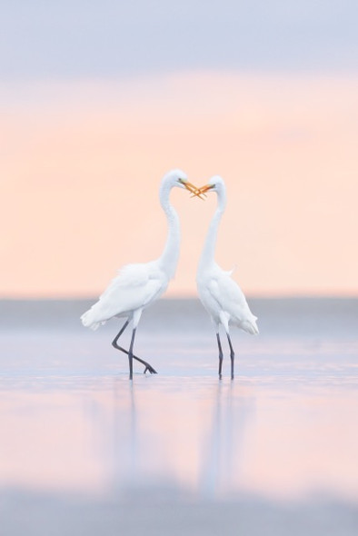 Seaside Smooch by Kelley Luikey