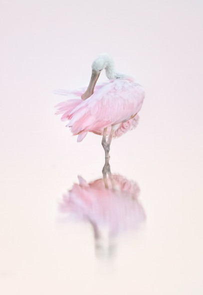Ballerina Bird by Kelley Luikey Ballerina Bird by Kelley Luikey