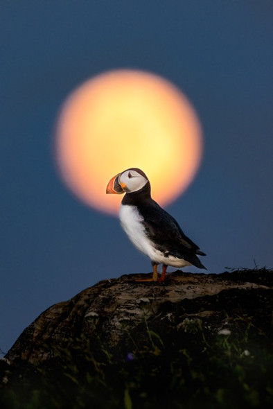 Puffin Moon by Kelley Luikey Puffin Moon by Kelley Luikey