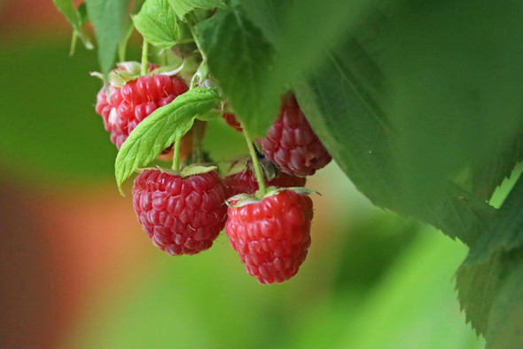 Raspberry Art by Craig Fentiman