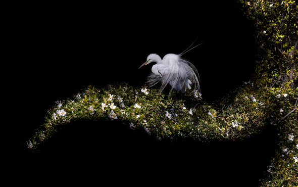 Surfing the Rookery by Jackie Schletter