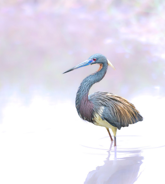 All Dressed Up by Jackie Schletter All Dressed Up by Jackie Schletter