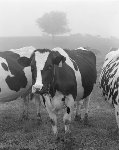 Cows and Fog by William Lemke