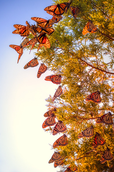 Monarch Tree, St Mark's Wildlife Refuge, by Ruby Hour Photo Art ~ Marcela Herdova