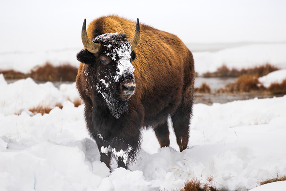 Snow King, Yellowstone National Park by Ruby Hour Photo Art ~ Marcela Herdova