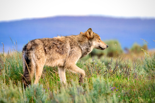 Wolf Days of Summer, Yellowstone National Park by Ruby Hour Photo Art ~ Marcela Herdova