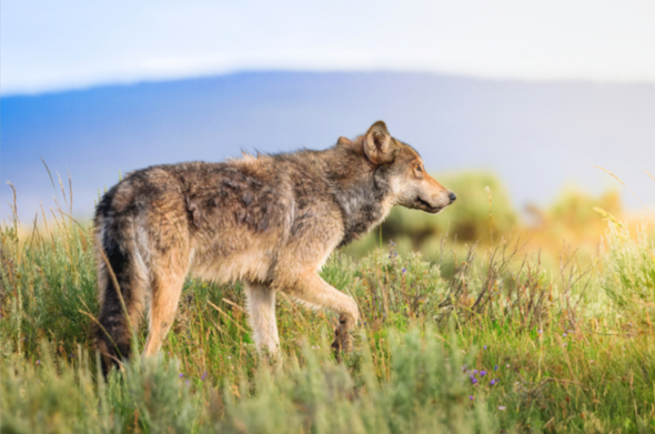 Wolf Days of Summer, Yellowstone National Park by Ruby Hour Photo Art ~ Marcela Herdova