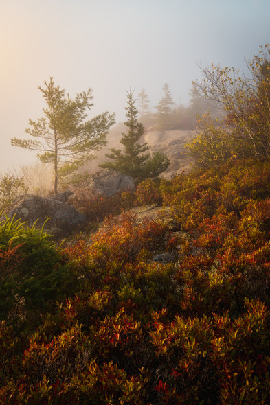 Foggy Morning - Acadia National Park by Justin Leveillee