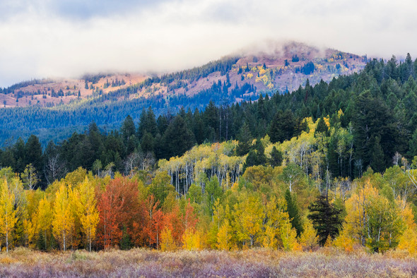 Fall in Grand Teton National Park, Wyoming by Ruby Hour Photo Art ~ Marcela Herdova