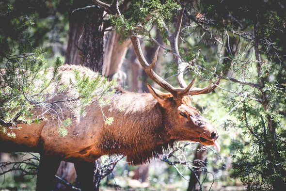 Grand Canyon National Park 4 by Jonathan Yogerst