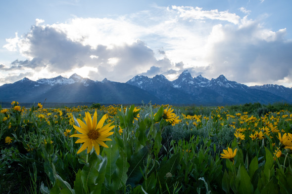 Fields of Flowers - Grand Teton National Park by Riley K Photo