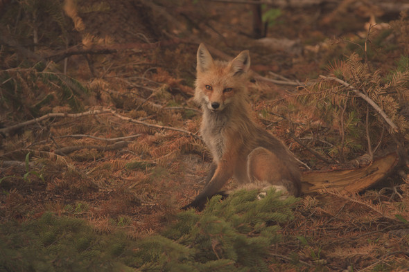 Fox Landscape Rocky Mountain National Park by Riley K Photo