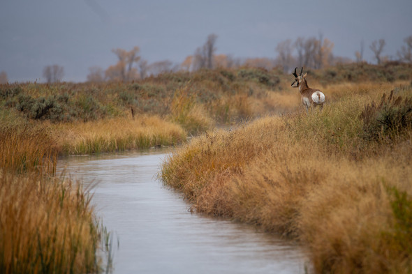 Where the Antelope Play - Grand Teton National Park by Riley K Photo