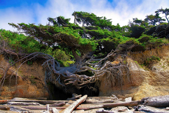 Kalaloch Tree of Life - Olympic National Park by Brian Kerls Photography