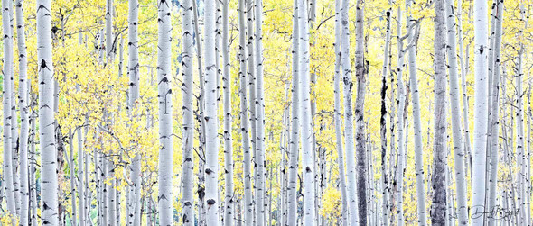 Golden Grove - Rocky Mountain National Park, Colorado [David Balyeat]