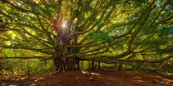 Tree of Life (Giant Banyon Tree) - Haleakala National Park, Maui [David Balyeat]
