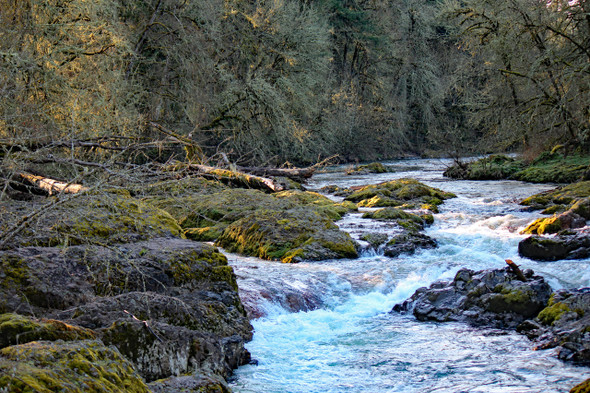 Calapooia River in Western Oregon by Craig Fentiman