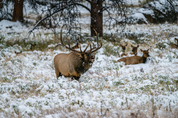 Bull Elk Bugle - Rocky Mountain National Park by Brian Wolski