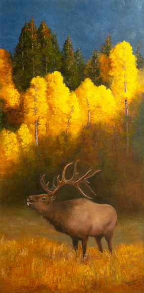 Call of Autumn  - Colorado Bull Elk and Aspens - by Teresa Lynn Johnson