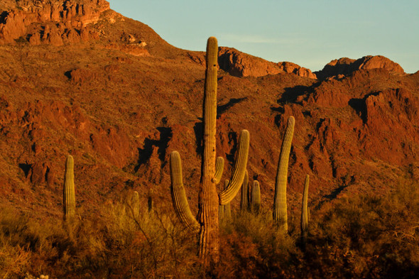 Saguaro National Park by Fotodynamics / Ted Carlson - TCSG2