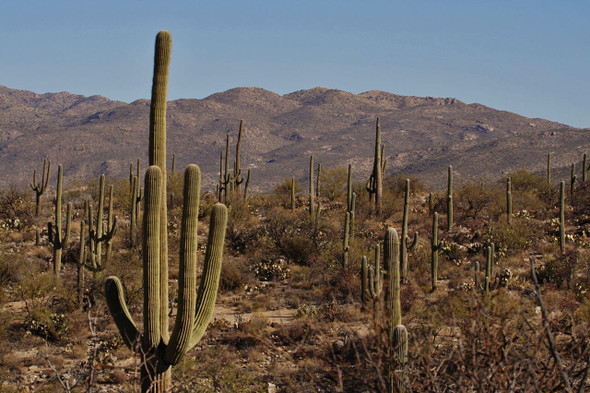 Saguaro National Park by Fotodynamics / Ted Carlson - TCSG13