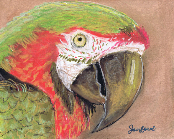 Sage Perroquet, Wise Parrot by Samara Doumnande