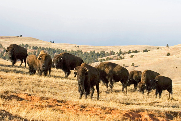 Wild Bison herd in Montana by Fotodynamics / Ted Carlson