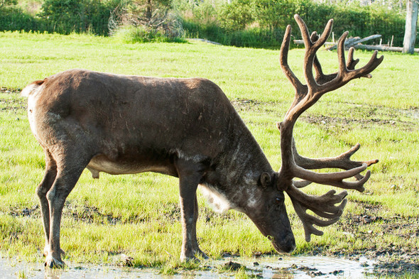 Caribou by Fotodynamics / Ted Carlson