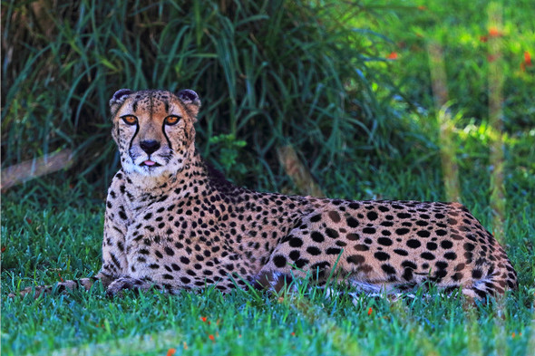 Cheetah by Fotodynamics / Ted Carlson