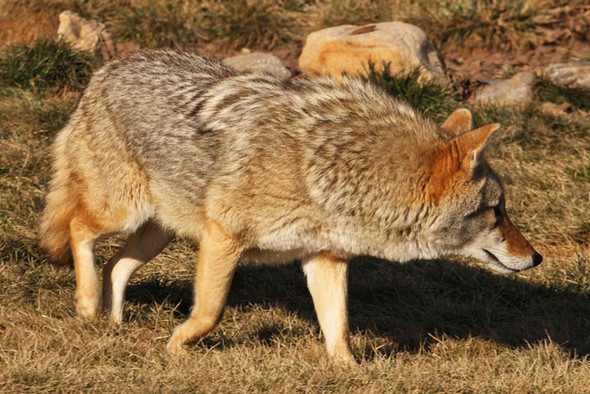 Coyote by Fotodynamics / Ted Carlson