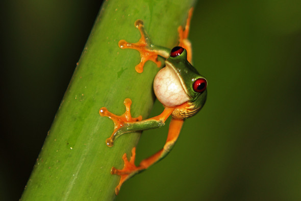 Red-eyed Tree Frog in the jungles of Costa Rica at night, by Fotodynamics / Ted Carlson