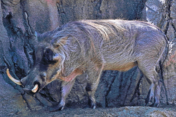 Warthog by Fotodynamics / Ted Carlson - TCWH14