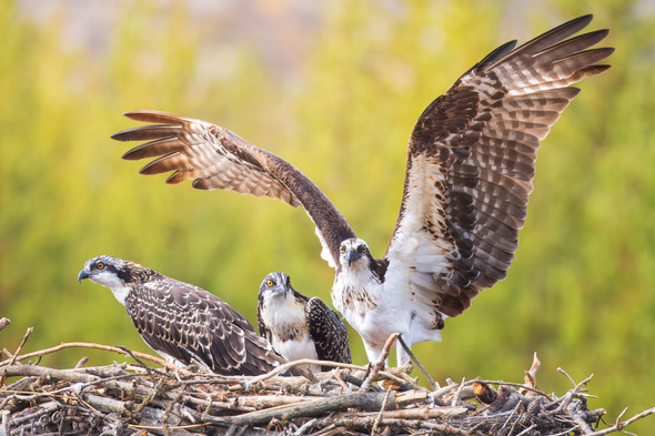 Osprey Family, Yellowstone National Park by Ruby Hour Photo Art ~ Marcela Herdova